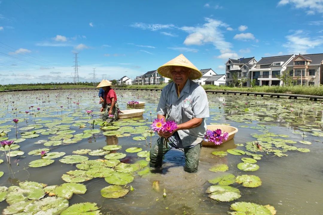 走出新賽道：南勝村的蓮花經(jīng)濟(jì)  .jpeg